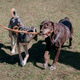 Two funny dogs are playing in the park on green lawn. pets are gnawing on stick. Two funny dogs are playing in the park on green lawn. pets are gnawing on stick. - PhotoDune Item for Sale