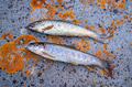 Close up of brown trout or Salmo trutta Close up of brown trout or Salmo trutta - PhotoDune Item for Sale