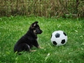 German shepherd puppy on green grass and soccer ball German shepherd puppy on green grass and soccer ball - PhotoDune Item for Sale