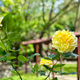 Yellow rose Yellow rose - PhotoDune Item for Sale