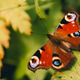 A close-up of a vibrant red and orange butterfly resting on green and yellow leaves. A close-up of a vibrant red and orange butterfly resting on green and yellow leaves. - PhotoDune Item for Sale