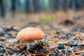 Single mushroom of fly agaric or Amanita Muscaria in forest Single mushroom of fly agaric or Amanita Muscaria in forest - PhotoDune Item for Sale