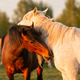 Beautiful horses graze in the pasture near the village in the summer in the rays of the setting sun Beautiful horses graze in the pasture near the village in the summer in the rays of the setting sun - PhotoDune Item for Sale