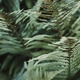 Minimalistic closeup shot of green fern, texture and abstract shapes background Minimalistic closeup shot of green fern, texture and abstract shapes background - PhotoDune Item for Sale