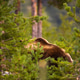 Brown bear walking through dense forest in Scandinavian wilderness Brown bear walking through dense forest in Scandinavian wilderness - PhotoDune Item for Sale