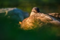 Portrait of a duck in the wild. Animals and birds. Mallards on the lake in the summertime Portrait of a duck in the wild. Animals and birds. Mallards on the lake in the summertime - PhotoDune Item for Sale