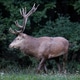 One adult deer during the rutting season. One adult deer during the rutting season. - PhotoDune Item for Sale