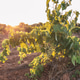 View of beautiful Vineyard landscape in Greece. View of beautiful Vineyard landscape in Greece. - PhotoDune Item for Sale