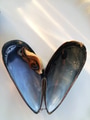Love mussels! A heart shape of steamed mussels. Love mussels! A heart shape of steamed mussels. - PhotoDune Item for Sale