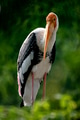 The painted stork (Mycteria leucocephala) is a large wader in the stork family. The painted stork (Mycteria leucocephala) is a large wader in the stork family. - PhotoDune Item for Sale
