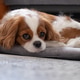 Cavalier King Charles Spaniel Blenheim. Close-up portrait of a cute puppy. Face dog Cavalier King Charles Spaniel Blenheim. Close-up portrait of a cute puppy. Face dog - PhotoDune Item for Sale