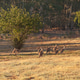 Group of kangaroos Group of kangaroos - PhotoDune Item for Sale