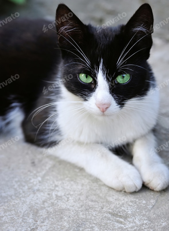 Wallpaper Black Cat Green Eyes Blind Black Cat With Reflecting