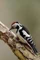 Middle spotted woodpecker (Dendrocopos medius) sitting Middle spotted woodpecker (Dendrocopos medius) sitting - PhotoDune Item for Sale