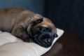 Close Up Dog Photo - Sleeping Malinois Puppy Close Up Dog Photo - Sleeping Malinois Puppy - PhotoDune Item for Sale