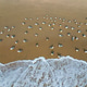 a flock of white small birds on the seashore on the sand view fron top drone in Goa a flock of white small birds on the seashore on the sand view fron top drone in Goa - PhotoDune Item for Sale