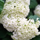 Green white hydrangea flowers, soft light natural background vertical floral wallpaper Green white hydrangea flowers, soft light natural background vertical floral wallpaper - PhotoDune Item for Sale