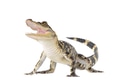American Alligator American Alligator - PhotoDune Item for Sale