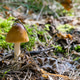 A small single mushroom on a forest floor A small single mushroom on a forest floor - PhotoDune Item for Sale
