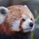 Close-up portrait of a red panda with soft fur and calm expression Close-up portrait of a red panda with soft fur and calm expression - PhotoDune Item for Sale