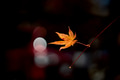 Close-up yellow maple leaf hanging on the branch with blur background. Close-up yellow maple leaf hanging on the branch with blur background. - PhotoDune Item for Sale