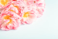 Pink Tulips on Blue Background. Spring card. Pink Tulips on Blue Background. Spring card. - PhotoDune Item for Sale