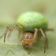 Little round spider on a leaf Little round spider on a leaf - PhotoDune Item for Sale
