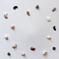 Backgrounds / Copy space. Seashells arranged on a white background with middle space for text Backgrounds / Copy space. Seashells arranged on a white background with middle space for text - PhotoDune Item for Sale