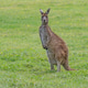 Western Grey Kangaroo Western Grey Kangaroo - PhotoDune Item for Sale