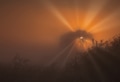 A beautiful, misty, autumn sunrise A beautiful, misty, autumn sunrise - PhotoDune Item for Sale