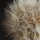 Dandelion Dandelion - PhotoDune Item for Sale