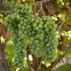 Ripe green grapes on branches in a home vineyard Ripe green grapes on branches in a home vineyard - PhotoDune Item for Sale