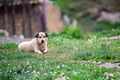 Cute beige dog rests on grass outdoors Cute beige dog rests on grass outdoors - PhotoDune Item for Sale