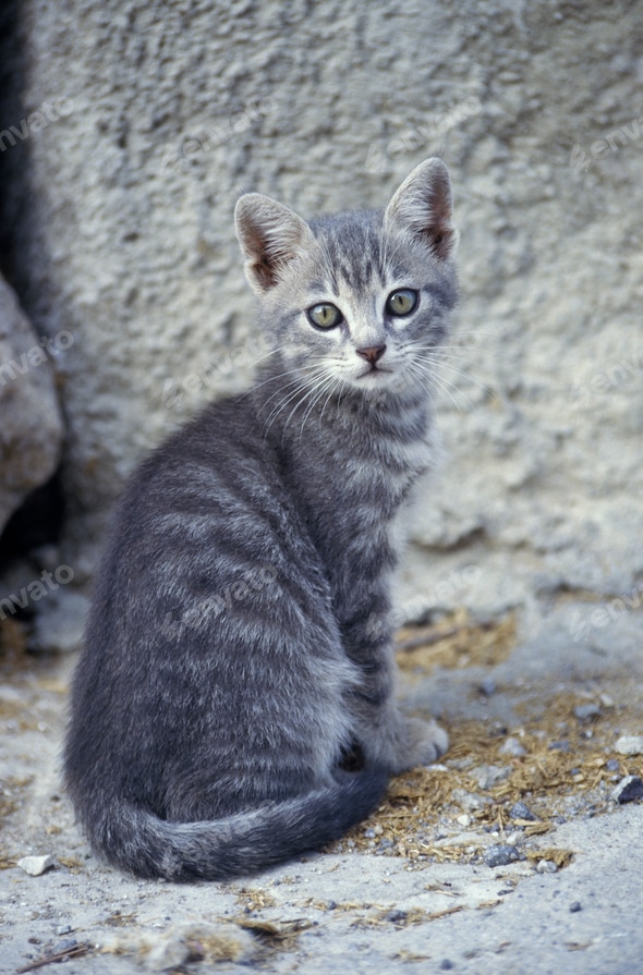 Mackerel Tabby White And Gray Striped Cat Blue Gray Striped Cat