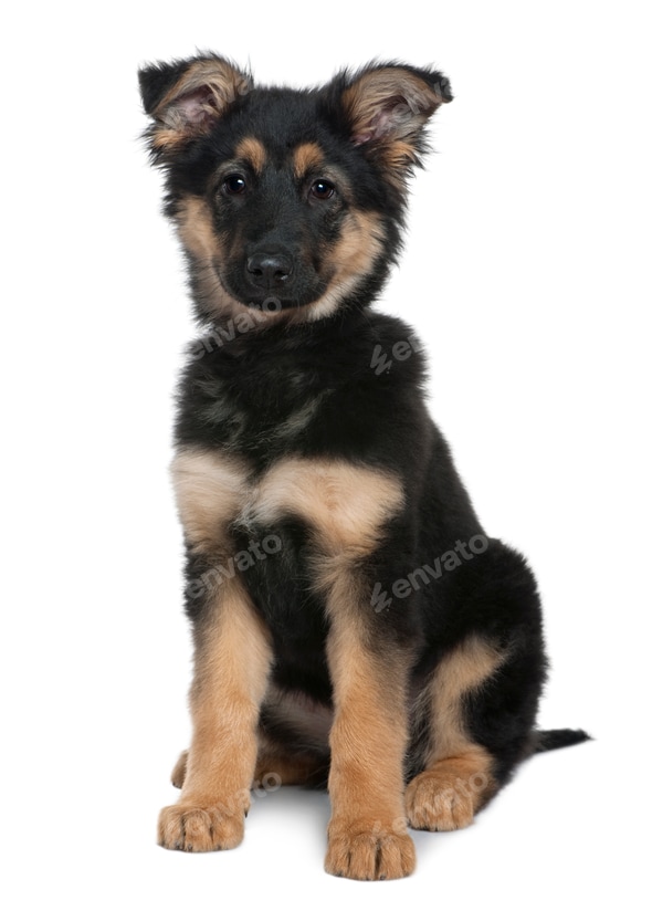 HOT Gsd German Shepherd Corgi Puppies Gsd Puppy Months