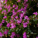 Vibrant magenta bougainvillea in full bloom forming a lush hedge. Vibrant magenta bougainvillea in full bloom forming a lush hedge. - PhotoDune Item for Sale