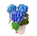 Blue and Violet Hortensia Flowers with green leaves in pot isolated on white background Blue and Violet Hortensia Flowers with green leaves in pot isolated on white background - PhotoDune Item for Sale