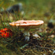 Autumn forest, mushrooms, fly agarics in the forest, forest landscape Autumn forest, mushrooms, fly agarics in the forest, forest landscape - PhotoDune Item for Sale