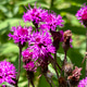 Purple Vernonia Noveboracensis frowning wild Purple Vernonia Noveboracensis frowning wild - PhotoDune Item for Sale