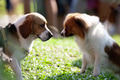 Two dogs looking at each other Two dogs looking at each other - PhotoDune Item for Sale