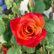 Beautiful Rose Beautiful Rose - PhotoDune Item for Sale