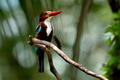 White throated kingfisher perching on tree branch White throated kingfisher perching on tree branch - PhotoDune Item for Sale