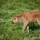 An adorable Plains bison calf wanders in a field of grass and clover. An adorable Plains bison calf wanders in a field of grass and clover. - PhotoDune Item for Sale