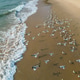a flock of white small birds on the seashore on the sand view fron top drone in Goa a flock of white small birds on the seashore on the sand view fron top drone in Goa - PhotoDune Item for Sale
