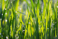 Green grass and drops of morning dew Green grass and drops of morning dew - PhotoDune Item for Sale
