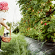 Cute little preschooler girl picking raspberries into woven basket in country fields with family Cute little preschooler girl picking raspberries into woven basket in country fields with family - PhotoDune Item for Sale