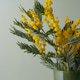 yellow Mimosa Bouquet in Green Glass Vase on Sage Background yellow Mimosa Bouquet in Green Glass Vase on Sage Background - PhotoDune Item for Sale