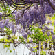 Purple wisteria plant blooming in the Old Tbilisi Purple wisteria plant blooming in the Old Tbilisi - PhotoDune Item for Sale