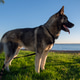 Husky by the sea Husky by the sea - PhotoDune Item for Sale