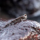 Detailed macro photograph of a mudskipper fish resting on a wet rock Detailed macro photograph of a mudskipper fish resting on a wet rock - PhotoDune Item for Sale